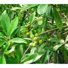 100% natürlicher Loquat-Blatt-Extrakt